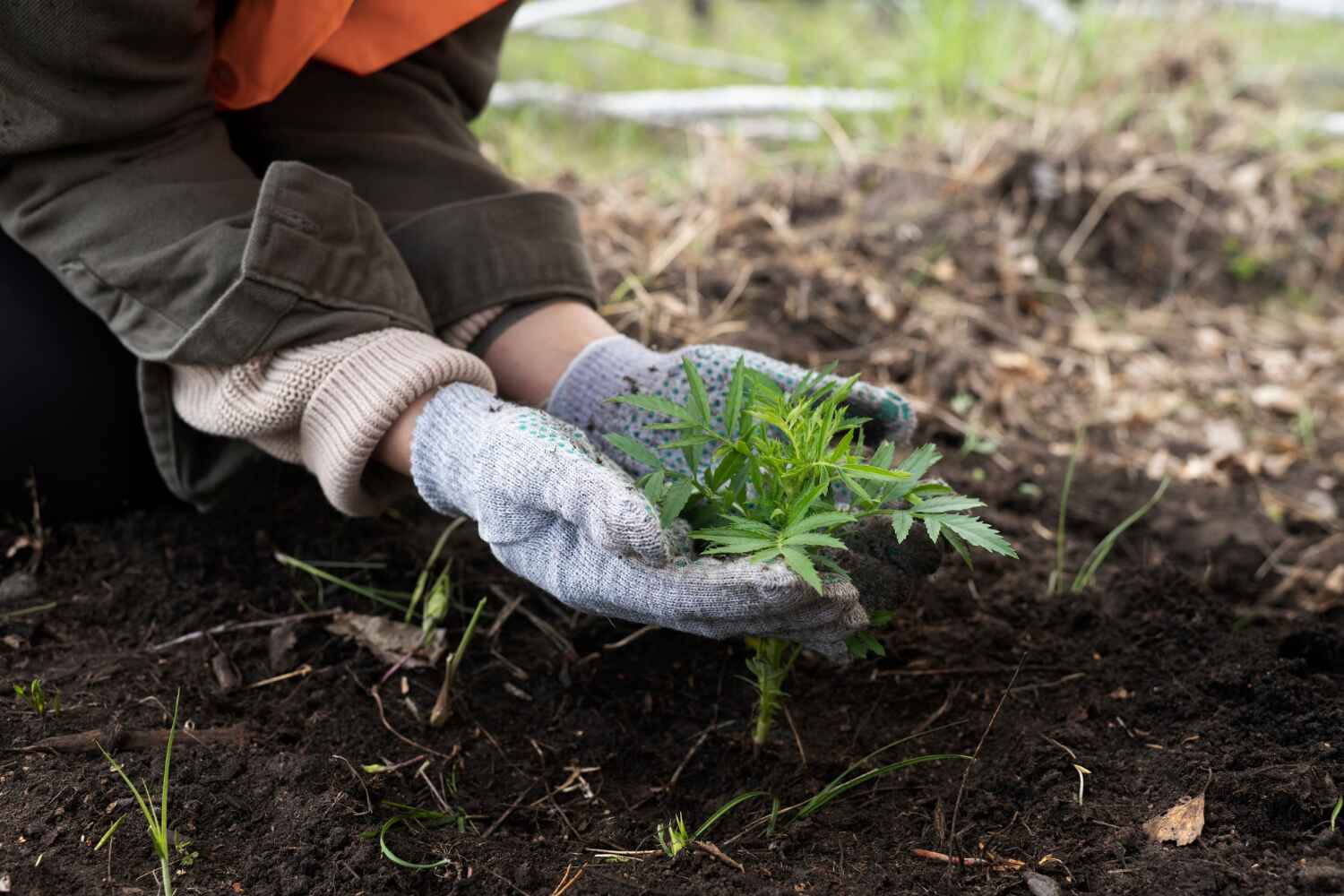 Best Commercial Tree Services  in Twin Lakes, CO